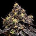 Glowberry Rush (Anesia Seeds) feminizada