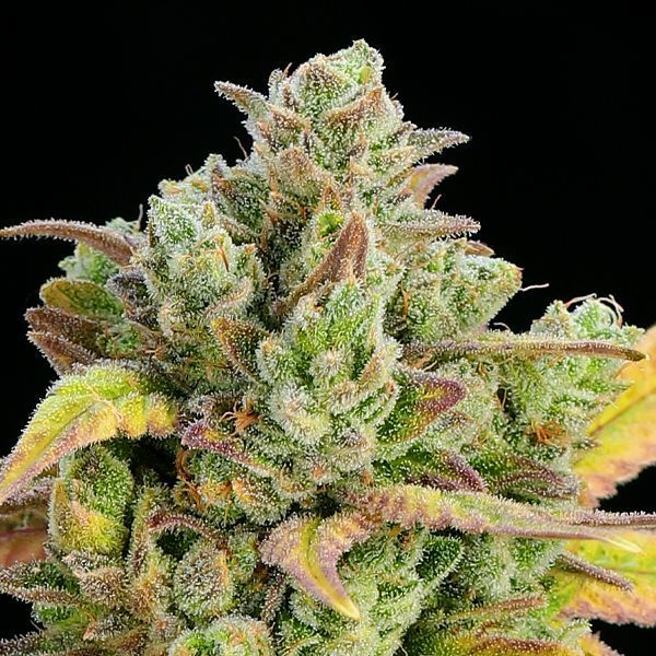 Honey Fried Bananas (Anesia Seeds) feminizada