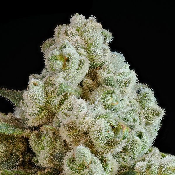 Privileged Baddie (Anesia Seeds) feminizada