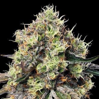 Roswell Code (Anesia Seeds) Feminizada