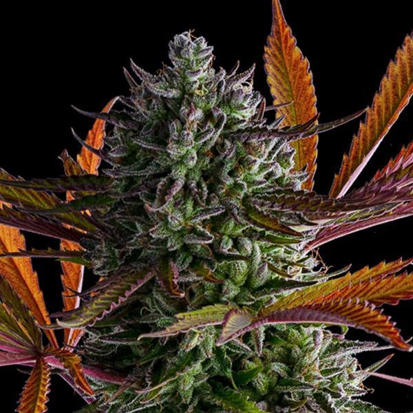 Strawberry Pop Rocks (Anesia Seeds) Feminizada