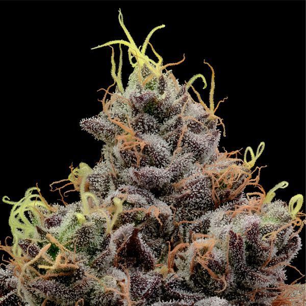 Think Tank (Anesia Seeds) feminizada