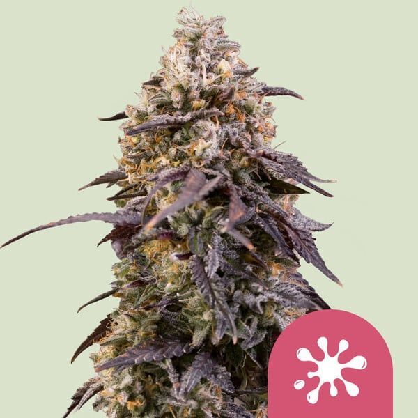 Sticky Queen (Royal Queen Seeds) Feminizada