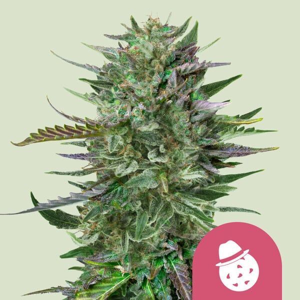 Do-Si-Dos (Royal Queen Seeds) feminizada