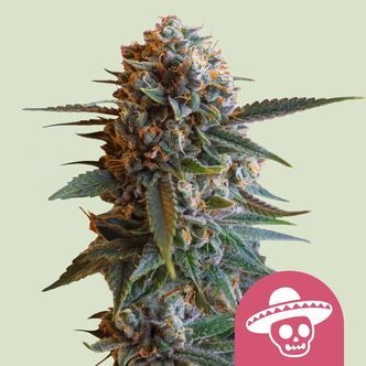Mexican Rush (Royal Queen Seeds) Feminizada