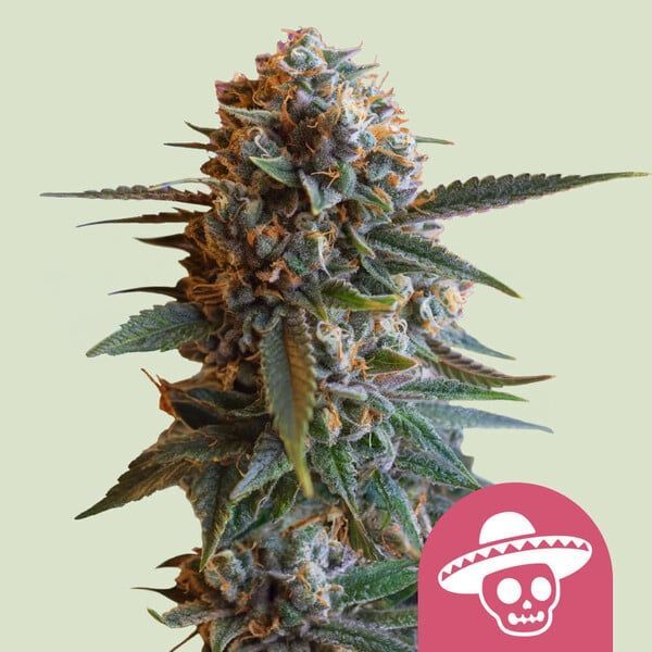Mexican Rush (Royal Queen Seeds) feminizada