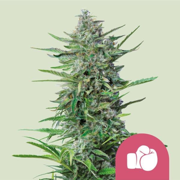 Purple Punch (Royal Queen Seeds) feminizada