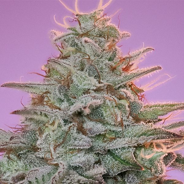 Sinai (Anesia Seeds) feminizada