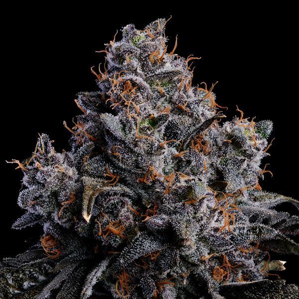 Grape Pop Rocks Auto (Anesia Seeds) feminizada