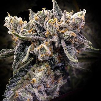 Bruised Banana (DNA Genetics) feminizada