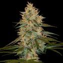 Chocolope Kush (DNA Genetics) feminizada