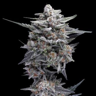 HG23, também conhecida como Michael Jordan (DNA Genetics) feminizada