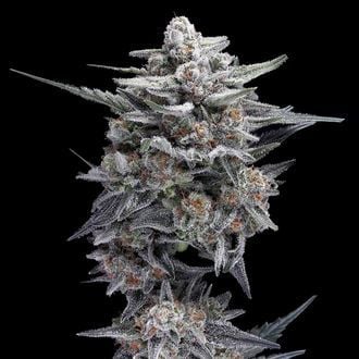 HG23, também conhecida como Michael Jordan (DNA Genetics) feminizada