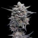 HG23, também conhecida como Michael Jordan (DNA Genetics) feminizada