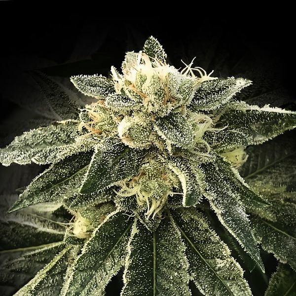 White Chocolope (DNA Genetics) feminizada