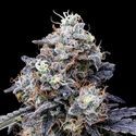 MACmelon Auto (DNA Genetics) feminizada