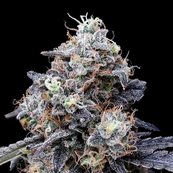 MACmelon Auto (DNA Genetics) feminizada