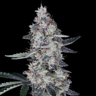 Watermelon Man Auto (DNA Genetics) Feminizada
