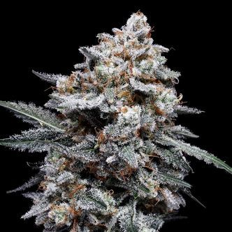 Patrick Swayze Auto (DNA Genetics) feminizada