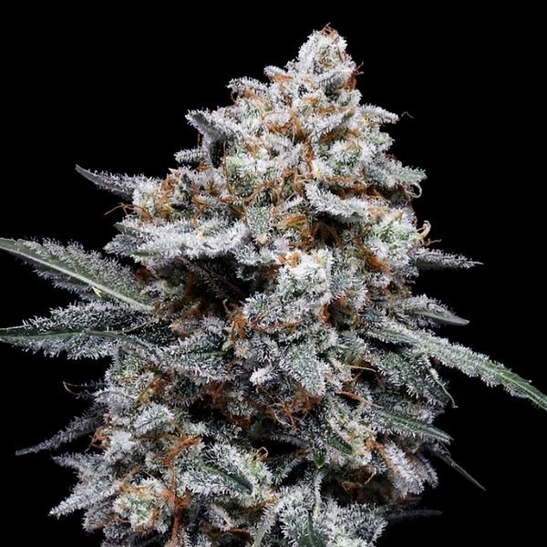 Patrick Swayze Auto (DNA Genetics) feminizada