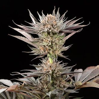 Lemon Tree 2.0 (Silent Seeds x Lemon Tree) feminizada
