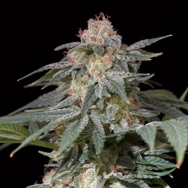 Lemon Tree Fast (Lemon Tree x Silent Seeds) feminizada