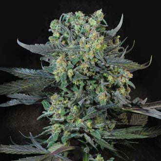 Momo (Paradise Seeds) feminizada