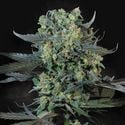 Momo (Paradise Seeds) feminizada
