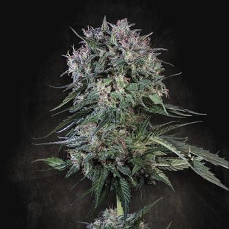 Doppler (Paradise Seeds) feminizada