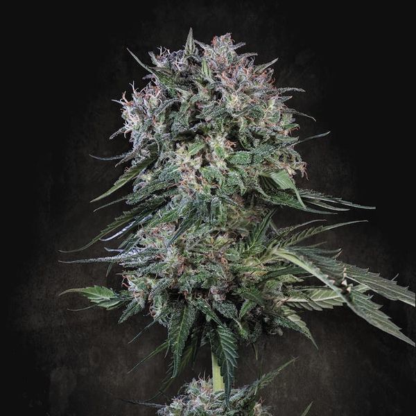 Doppler (Paradise Seeds) feminizada