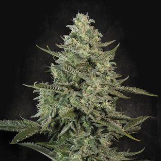 Mendo Crème (Paradise Seeds) feminizada
