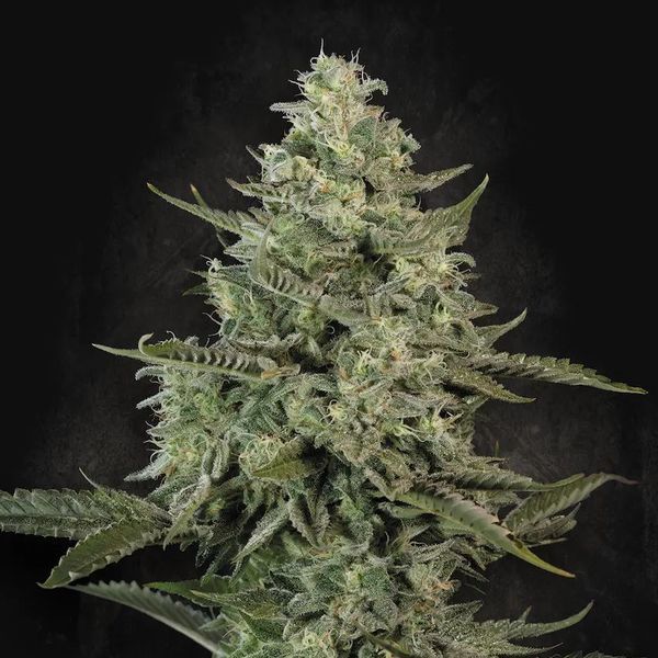 Mendo Crème (Paradise Seeds) feminizada