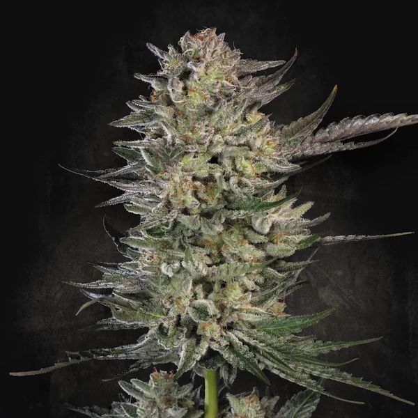Candy Breath (Paradise Seeds) feminizada