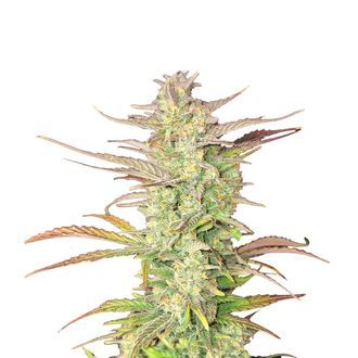Z-Up Auto (FastBuds) feminizada