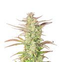 Z-Up Auto (FastBuds) feminizada