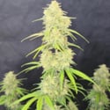 Z-Up Auto (FastBuds) feminizada