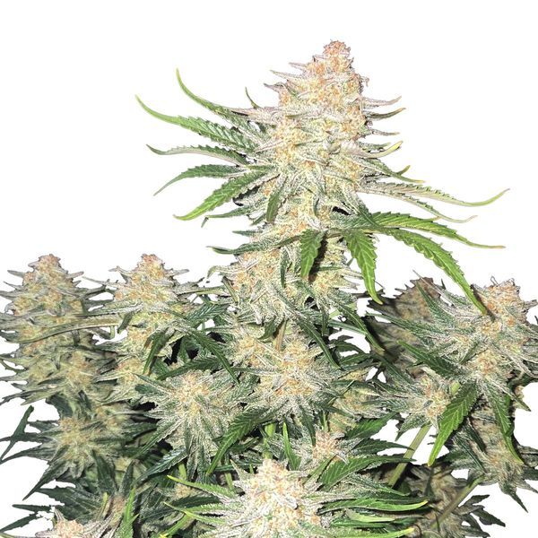 Frostbanger Auto (FastBuds) feminizada