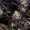 Frostbanger Auto (FastBuds) feminizada