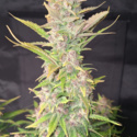 Purple Haze Auto (FastBuds) feminizada