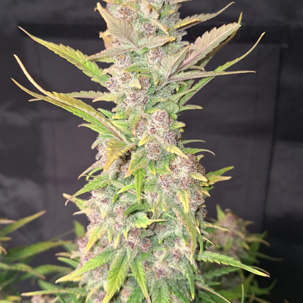 Purple Haze Auto (FastBuds) feminizada