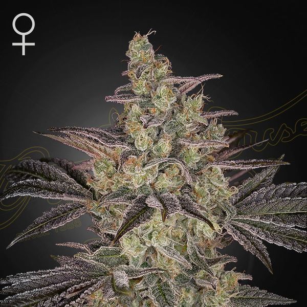 Frosted Guava Auto (Greenhouse Seeds) feminizada