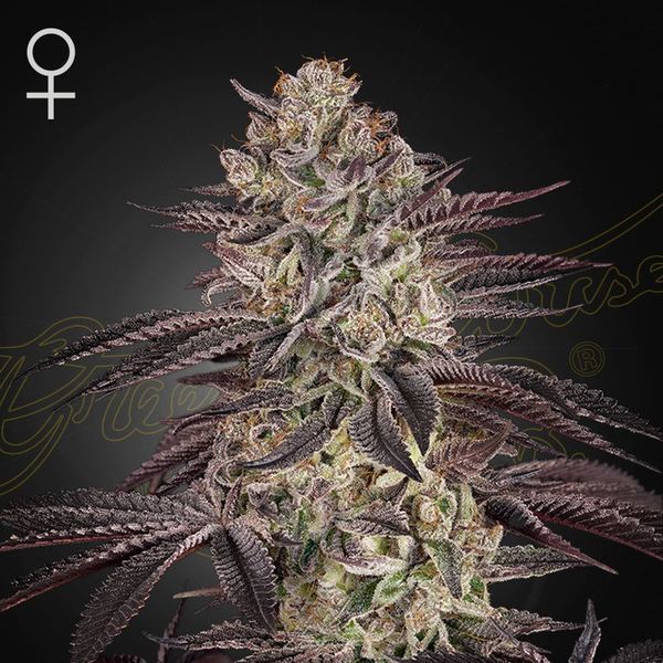 Biscotti Auto (Greenhouse Seeds) feminizada