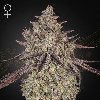 Skywalker Auto (Greenhouse Seeds) feminizada
