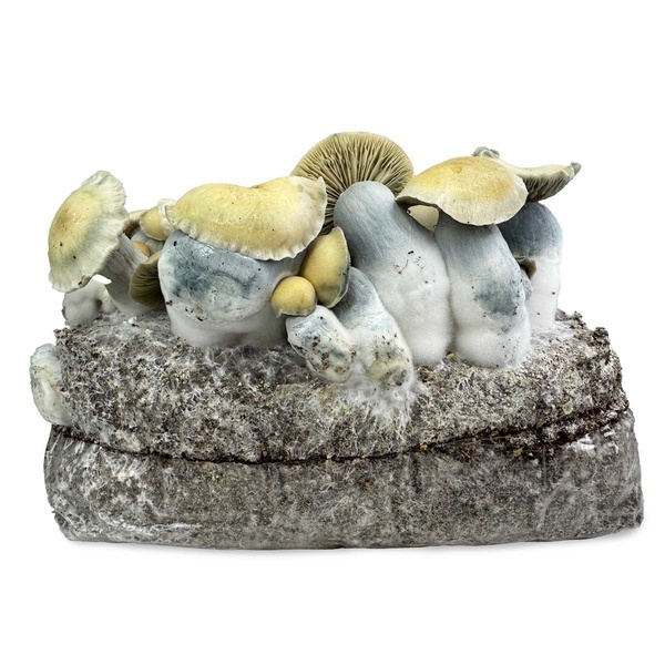 Zamnesia Ready-2-Grow Bag 'Bluey Vuitton'