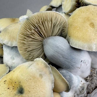 Zamnesia Ready-2-Grow Bag 'Bluey Vuitton'