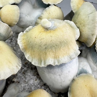 Zamnesia Ready-2-Grow Bag 'Bluey Vuitton'