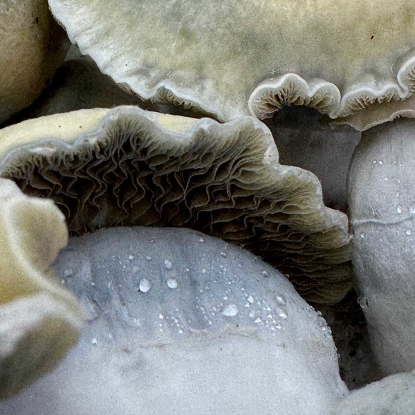 Zamnesia Ready-2-Grow Bag 'Bluey Vuitton'