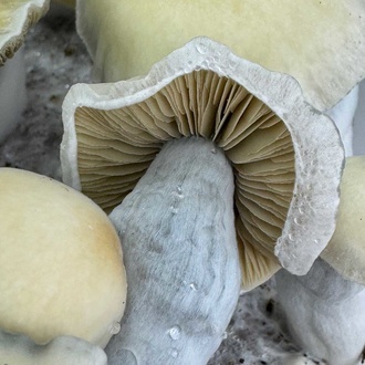 Zamnesia Ready-2-Grow Bag 'Bluey Vuitton'