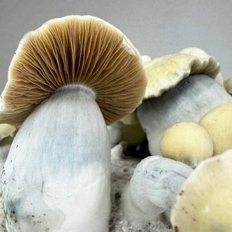 Zamnesia Ready-2-Grow Bag 'Bluey Vuitton'