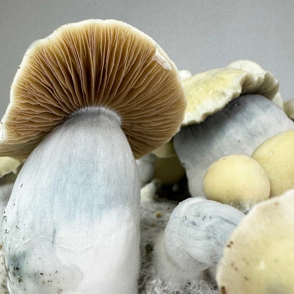 Zamnesia Ready-2-Grow Bag 'Bluey Vuitton'